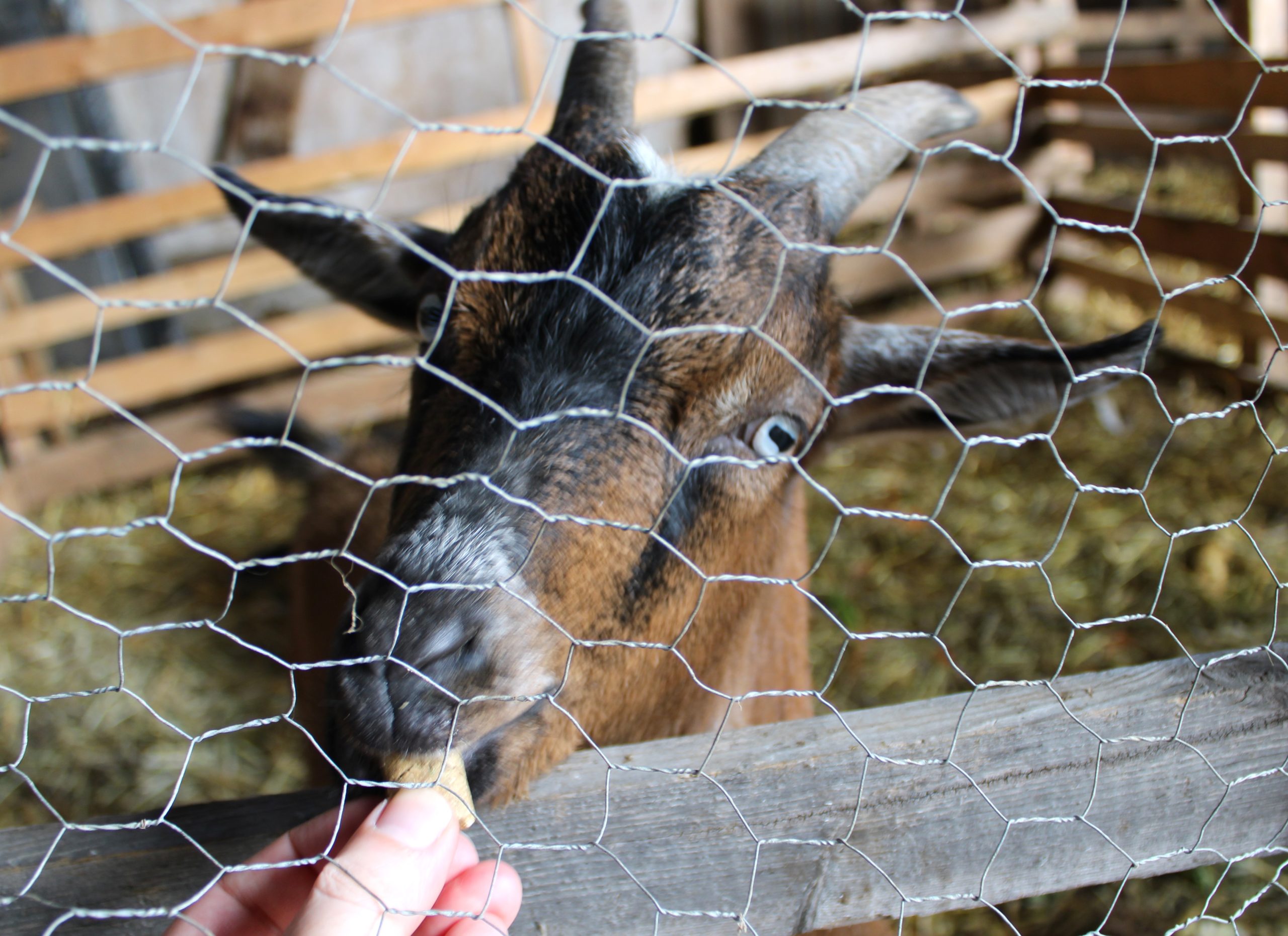 Une chèvre mange un bout de nourriture. Celle-ci a été posé à la Ferme Lyne et Sylvain lors d'une virée au Témiscamingue.